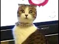 chat au regard dramatique