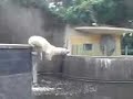 Eisbär springt ins Becken - Bauchklatscher - Zoo Rostock