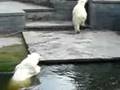 Eisbär springt ins Becken - Bauchklatscher - Zoo Rostock