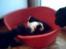 Los perritos ya crecen