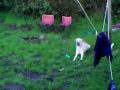 Sophie loses her ball