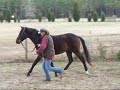 Tyler - Fancy Pony prospect by Alra Blue Radiance for Sale