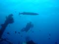 Baracoda at the Cedar Pride Ship Wreck Aqaba