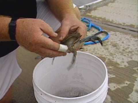 crab home chef