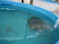 Mother the Loggerhead Sea Turtle at the Marinelife Center 1 Mother the Loggerhead Sea Turtle at the Marinelife Center 1
