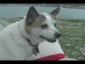 Pets America Pet Tips