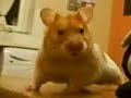 harry the hamster happy birthday video harry the hamster happy birthday video