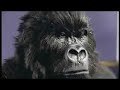 cadburys-gorilla-dairy-milk-advert-song-drumming-spoof.html