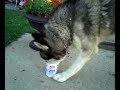 Aqua és a tejföl