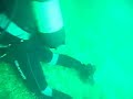 Immersione Porto Cesareo Nacchera Cernia Sarago Fasciato