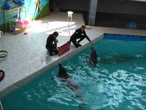 YouTube Трейлер