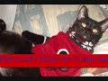 Go to RandomsProductions DeviantArt.wmv Go to RandomsProductions DeviantArt.wmv