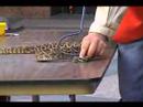 Rattlesnakes Take Over Texas State Capitol. Rattlesnakes Take Over Texas State Capitol.