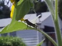 Life in my yard..... (Novelette No.3 by Poulenc) Life in my yard..... (Novelette No.3 by Poulenc)