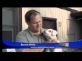Blind, deaf puppy looking for a home