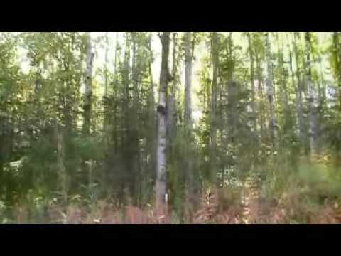 how to harvest chaga mushroom