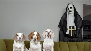 Dogs vs Demon Nun from 'The Conjuring' Prank: Funny Dogs Maymo, Penny, & Potpie Befriend The Nun by Maymo