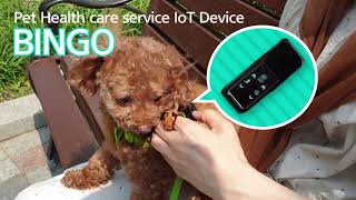 video thumbnail Doggo Healthcare service Bingo youtube