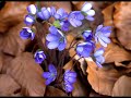Enya - Athair Ar Neamh Enya - Athair Ar Neamh