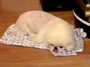What Dog Eat\ What Dog Eat\