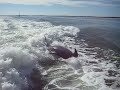 Wake Surfing Dolphins in Pine Island Sound Florida