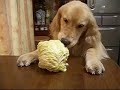 ???????? Vegetaridogan