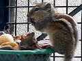 A squirrel captured on s5is