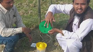 ভূট্টার ফল আর্মিওয়ার্ম Fall Armyworm পোকা সনাক্ত ও দমনে করণীয়, জানুন বিস্তারিত