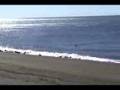 Orca attack La Ernestina 3