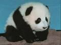 Save The Giant Pandas!