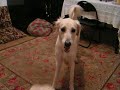 Why you should never wet a Saluki or feed it after midnight
