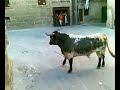 Encierros en Biana (Nafarroa)