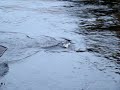 Landing a Salmon on the Cains River