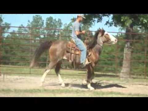 0 Roans Hillbilly, 12 year old Gelding, Gaited, Red Roan Paint, Trail Horse 