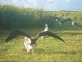 Clips from Kure Atoll - Underwater (Alibaba song, Karunesh)