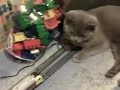 Catzilla Attacked The Train (КОТзилла напал на поезд)