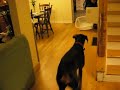 Doberman, Léka et Seajay, jeu de bouche Doberman, Léka et Seajay, jeu de bouche