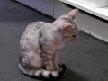 Egyptian Mau Cat \"Qetesh\" Egyptian Mau Cat \"Qetesh\"