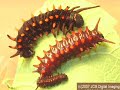 butterfly life cycle   pipevine swallowtail