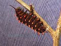 Butterfly Life Cycle - Pipevine Swallowtail