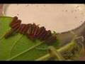 Butterfly Life Cycle - Pipevine Swallowtail