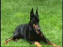 Dobermann amico mio