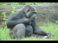 Which primate has the fastest sperm?