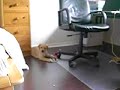 Labrador Welpe Labrador Welpe
