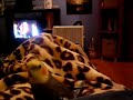 Cockatiel Max\