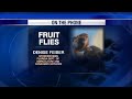2 Oriental Fruit Flies Found In Winter Park