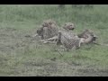 3 Cheetahs Make a Kill