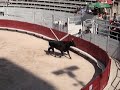Course Camarguaise - Arena Arles Course Camarguaise - Arena Arles