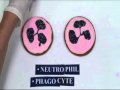 Blood Cell Bakery--Neutrophils
