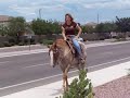 supergentlehorses.com - Gilbert, AZ Horse for sale \"OZZY\" supergentlehorses.com - Gilbert, AZ Horse for sale \"OZZY\"